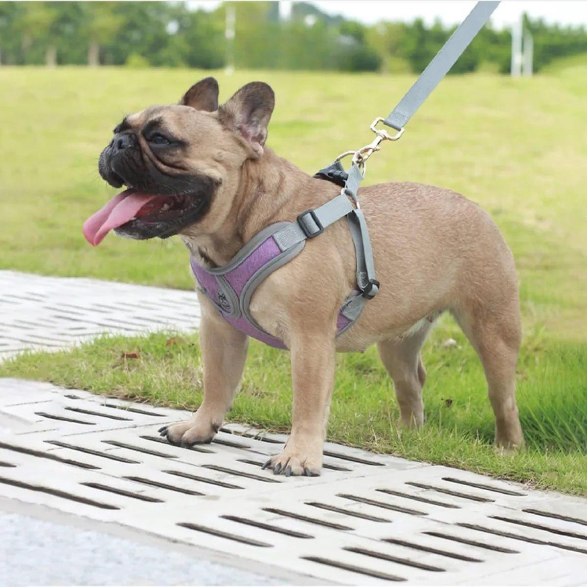 QUEM AMA LEVA PRA PASSEAR